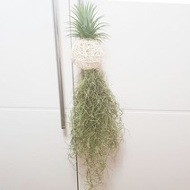 들꽃향기 등나무라탄볼 야자수염틸란드시아