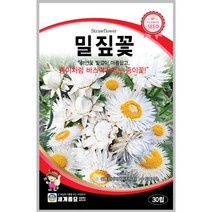 밀짚꽃 30립 꽃씨 일년생 씨앗 몰 봄 여름 가을 야생화 세계종묘 농사마트