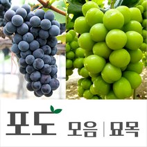 [경민농원]포도삽목묘목(켐벨 샤인머스켓 블랙사파이어 비케이시들레스), 비케이시들레스