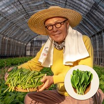 [첫물수확] 식객 허영만 추천 생명이나물 명의나물 산마늘 잎명이 대명이 1kg/2kg, 잎명이 2kg, 1개