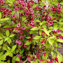 같이가치농원 병꽃나무 묘목 (황금병꽃) 개화주 화분묘, 1개