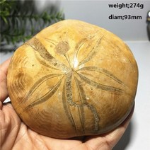 조개화석 암모나이트 화석 천연 불가사리 화석 결정 표본 치유 원시 장식품 가정 장식, 7