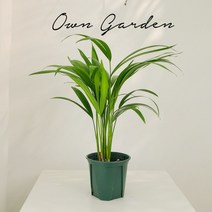 (오운정원)아레카야자 공기정화 식물 이레카야자, 아레카야자, 1.기본 슬릿분