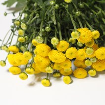 옐로우캡 소국노랑(미니퐁퐁소국) 생화택배 (고속터미널꽃시장) 꽃예꽃, 비슷한 느낌의 꽃으로 변경(다른꽃or다른색), 금~일요일 구매시 (화요일 도착)