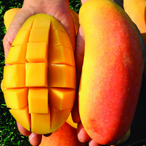 무지개골드망고 코끼리망고 마하차녹망고 엘리펀트망고 무지개망고, 무지개망고_4kg