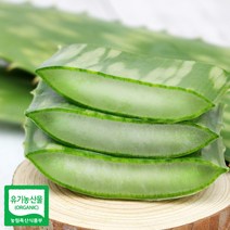 유기농 생알로에 사포나리아 1kg 식용, 단품