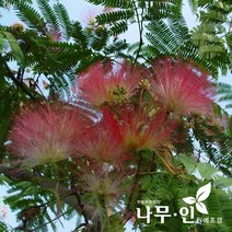 [나무인] 자귀나무 묘목 3그루