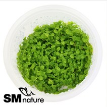 SM 미크란테뭄 [컵수초], 단품