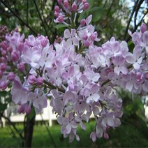 라일락/수수꽃다리/실생1년(20주묶음)/묘목/kk0026, 1개