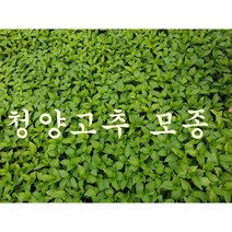 안산 플라워마트 청양고추 모종 45개