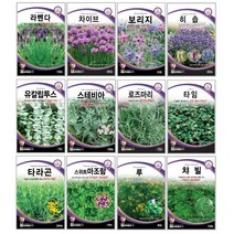 오레가노 유칼립투스 라벤다 오레가노 라벤다 로즈마리 페퍼민트 보리지 허브씨앗 타임 바질 카모마일 차이브 딜 레몬밤 세이지 히솝 소렐 유칼립투스 키우기 심기 재배 정원가꾸기, 물망초 100립