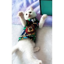 다소미얼 Jan.09 140번 털 없는 고양이 옷 스핑크스 주문형 애견 봄여름가을 신상품 순면 미장미복 사방Z, 1_녹색 사자. - 물 러 서지 않 으 면 바 꾸 지