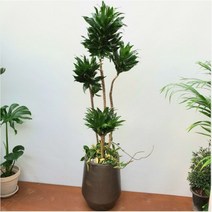 공기정화식물 드라세나 콤펙타 대형화분 160, 경기3권역, 서랍식받침