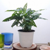 [몬스테라 대] 아단소니 무늬 알보 키우기 히메 싱고니움 호프셀렘 칼라데아 휘카스움베르타, 몬스테라 중형, 1개