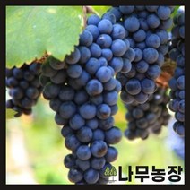 (나무농장) 포도나무 mba 삽목1년 묘목