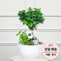 에코플랜트 금전수 개업 화분 집들이 선물 승진 사무실 이전 병원 개원 식당 개업식 축하 화분 배달 [서울 경기 당일배송]<토요일 오후 일요일 주문건 월요일배송