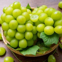 수출용 프리미엄 샤인머스켓 1.5kg 당도보장 당일수확, 특등급 샤인머스켓 1.5kg(2~3수)