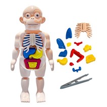유아 우리몸공부 미니 몸속장기 인체모형 유치원 초등학교 인체신비 교육시설 어린이집 교육완구 학습교구