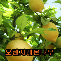 레몬나무 키40~50CM 결실주/묘목/나무묘목/유실수/꽃나무/과실수
