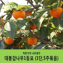 감나무묘목 묶음상품, 대봉감나무(1단5주묶음)