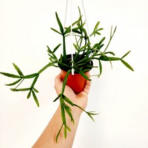 꽃나무팜 립살리스 트라이앵글 걸이분 행잉플랜트 공중식물 반려식물 인테리어