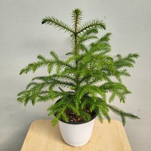 8400 겨울식물 아라우카리아 중품 30~60cm, 1개