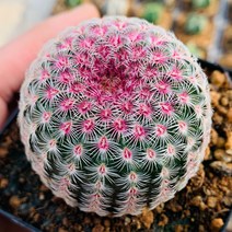 자태양 미니 선인장 다육이, 1개