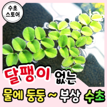 [수초스토어] 살비니아 쿠쿠라타 5뿌리 부상수초 / 구피 새우 어항 수초 쉬운 키우기 예쁜 은신처 수경식물 공기정화식물 중경 후경 초보 자연 풍성한 흑사 무이탄 치어 베타 열대어