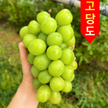 스테비아급 고당도 첫수확 샤인머스켓, 1박스, 4kg(5~7수)