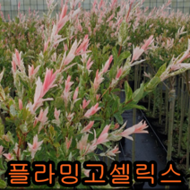 무늬버들(플라밍고셀릭스)키1미터화분 나무 묘목 셀릭스나무