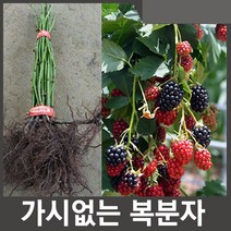 뿌리원예 가시없는 복분자 미결실주 묘목 4주