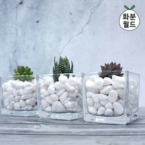 화분월드 백자갈(소포장) 1kg 옥자갈 백자갈 정원자갈 에그석, 백자갈5호(1kg), 백자갈5호(1kg)
