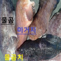 (쌍다리상회) 생물 물곰치 통마리 3-15마리 10-15kg이상 영업집용, 물곰치 통마리 3-15미 10-15kg 25인용 이상