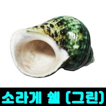 [클릭해바] 소라게 쉘 화이트 껍데기 용품 은신처 집 껍질 탈피 우드 키우기 달팽이 그린 애완 도둑게, 소라게쉘(그린)+스티커