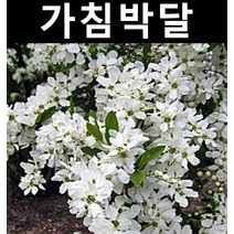 가침박달 키1.2m(분) 1개/나무 묘목/활엽수/정원용