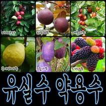 순희농장 대봉 모과 매실 홍도화 오디 구아바 오미자 포도 아로니아 칼슘 비파 보리수, 모과포트, 1개