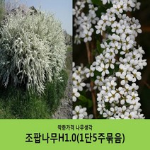 착한가격 나무생각 조팝나무 묶음모음, 조팝나무H1.0(1m) 5주묶음