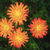 홍화민들레 [4포트] (복남이네야생화 오렌지 봄꽃 모종)