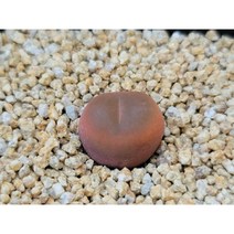 코노피튬 마우가니-1378 아프리카농장, 1개