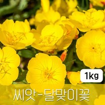 [조이가든] 야생화씨앗_달맞이꽃 - 1kg