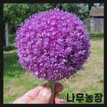 (나무농장) 알리움 (기간티움) 구근
