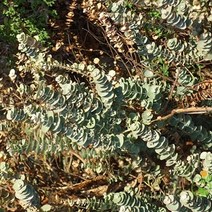 유칼립투스씨앗 (북리프 Eucalyptus Bookleaf) (일반종) 10립