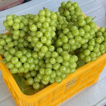 [프리미엄] 농가직송! 당일수확 신선한 고당도 샤인머스켓, 1.5kg(2송이), 1개