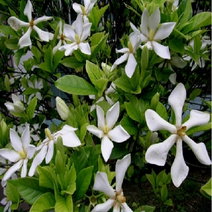 치자나무 H0.3(30cm)~H0.4(40cm) (N0531)