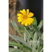 은엽가자니아 / 사진촬영 2021년 9월 4일