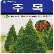 주목 인기수목 나무 종자 품종 식물 씨 씨앗 100립, 단품