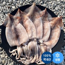 오징어엄마 국내산 마른 오징어 건오징어 건조오징어, [특대] 10마리(850g)