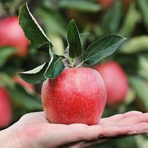 영화농산 사과 10kg 꿀 농장 유명한곳 청송, 상세페이지 참조