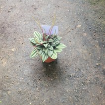 10~20cm 35 산마리노페페 소품