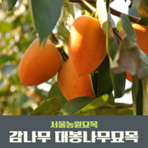 [말채나무] 서울농원묘목/감나무 묘목 대봉 야오끼(왕대봉) 둥시 차량단감 월하시, 상묘